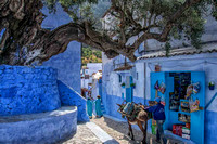Old olive tree of Chefchaouen