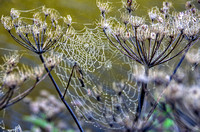 Adirondack spider webs