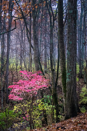 Foggy woods