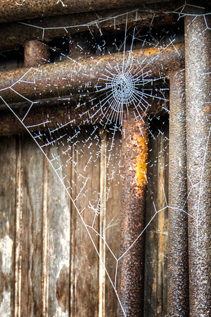 Frozen web