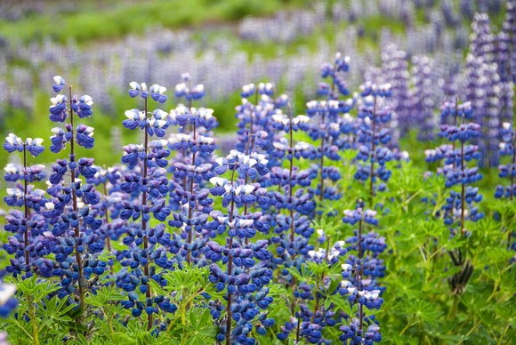 Lupine field